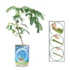 Collections Etc Touchy Mutchy Plant Planter Can Growing Kit 2.5 X 2.5 X 3.75 2 Collections Etc Touchy Mutchy Plant Planter Can Growing Kit 2.5 X 2.5 X 3.75 -Home Decor Store GUEST 597cbec6 e0d9 496e 9b70 bc5801d22e25
