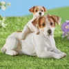 Collections Etc Jack Russell Terrier Mother And Pup Resin Garden Statue 1 Collections Etc Jack Russell Terrier Mother And Pup Resin Garden Statue -Home Decor Store GUEST 5fd7168b 3423 4071 a0eb 5e3d6a4cdd3f