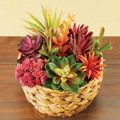Collections Etc Colorful Artificial Succulent Arrangement 7.5 X 7.5 X 8.5 3 Collections Etc Colorful Artificial Succulent Arrangement 7.5 X 7.5 X 8.5