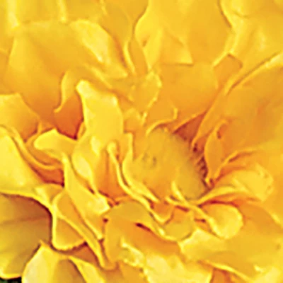 Collections Etc Artificial Multicolor Zinnia Bushes Stakes - Set Of 3 5 Collections Etc Artificial Multicolor Zinnia Bushes Stakes - Set Of 3 - Image 3