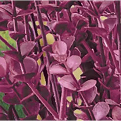 Collections Etc Barberry Bushes Set Of 3 8 Collections Etc Barberry Bushes Set Of 3 -Home Decor Store GUEST 9ef50c42 5a94 4699 b9aa a6497886cc9e