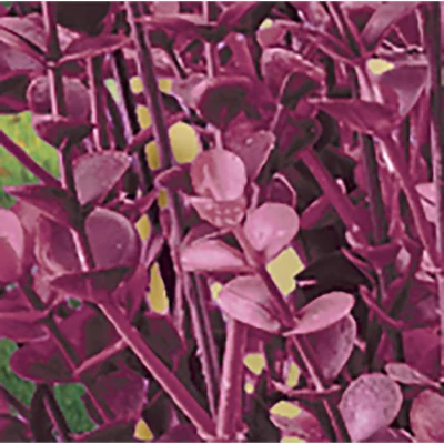 Collections Etc Barberry Bushes Set Of 3 4 Collections Etc Barberry Bushes Set Of 3 - Image 2