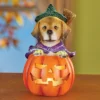Collections Etc LED Lighted Jack-O'-Lantern Witch Dog Halloween Decoration 3.75 X 3.75 X 6.25 1 Collections Etc LED Lighted Jack-O'-Lantern Witch Dog Halloween Decoration 3.75 X 3.75 X 6.25 -Home Decor Store GUEST a108344e 8ec4 4bdd 9b4b ee487b8e0bf0