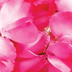 Collections Etc Cascading Wisteria Bushes - Set Of 2 7 Collections Etc Cascading Wisteria Bushes - Set Of 2 -Home Decor Store GUEST b4ce8dc7 8d31 4759 8848 ccc02dde94a4