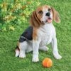 Collections Etc Hand-Painted Happy Beagle Garden Statue White 2 Collections Etc Hand-Painted Happy Beagle Garden Statue White -Home Decor Store GUEST d41266fa aee9 4c2f 9756 d029b405c901