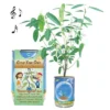 Collections Etc Dance With Me Plant Planter Can Growing Kit 2.5 X 2.5 X 3.75 Green 1 Collections Etc Dance With Me Plant Planter Can Growing Kit 2.5 X 2.5 X 3.75 Green -Home Decor Store GUEST d4a78b1b 5b8d 4849 91bc 0a26833883d0
