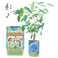 Collections Etc Dance With Me Plant Planter Can Growing Kit 2.5 X 2.5 X 3.75 Green