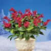 Collections Etc Artificial Red Berry Bushes - Set Of 3 Bushes 10 X 10 X 17 -Home Decor Store GUEST ecdafc77 3002 4f8f 9d7c 763218310e2e